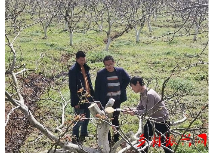 秭归沙镇溪镇村民刘祖力：核桃园内改接忙